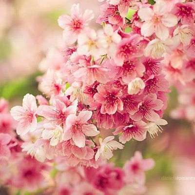 Елена Сергеева