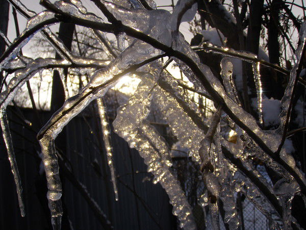 Татьяна Грибанова