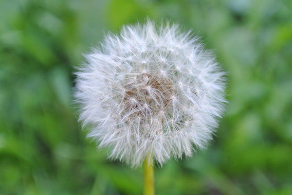 Альбина Альбина