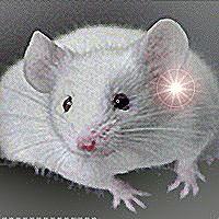 Наташа Наташа