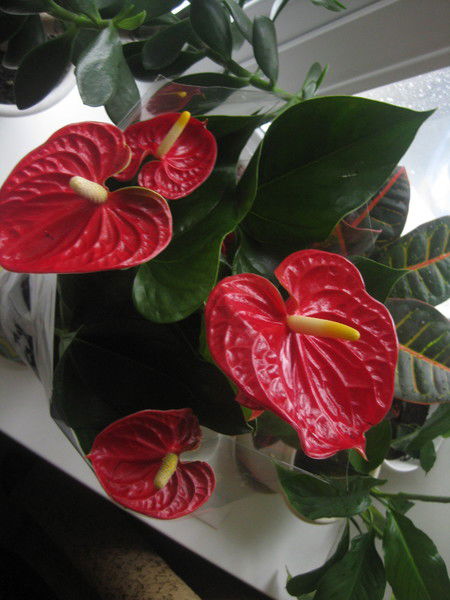 Мария Кустова