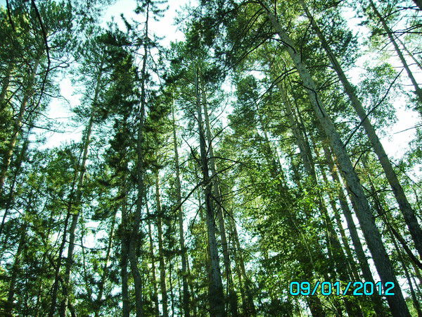 Антон Антон