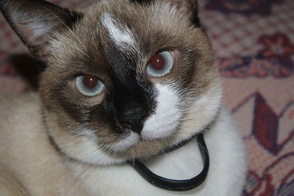 Ренат Яблонский