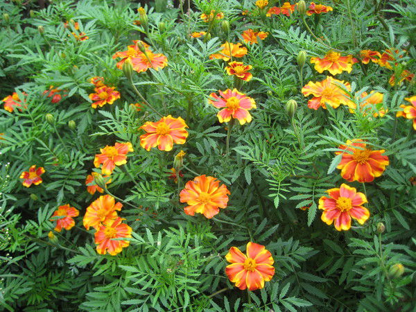 Людмила Людмила