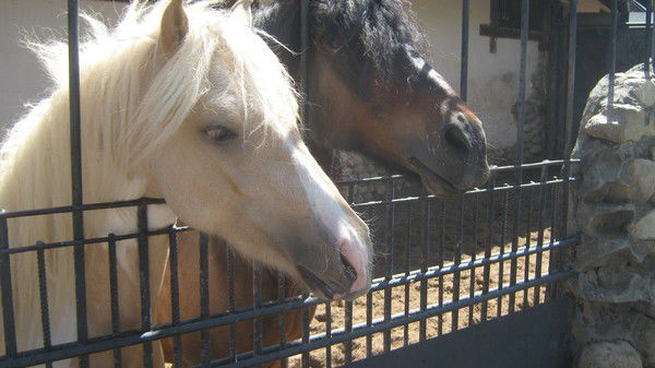 Ольга Никольская