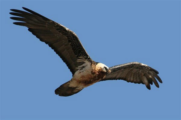 Расул Мауланбердинов