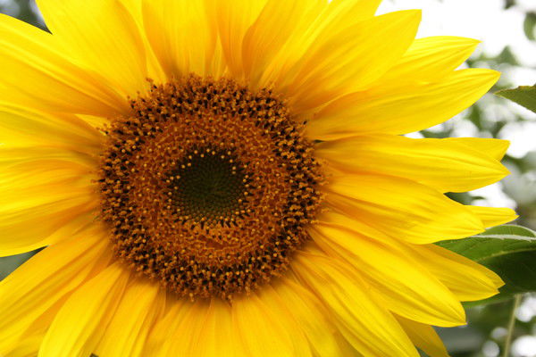 Александр Гибнер