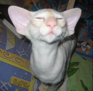 Рита Асяева