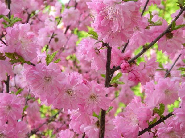 Ада Карнеевна