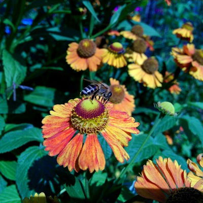 Аня Желтова