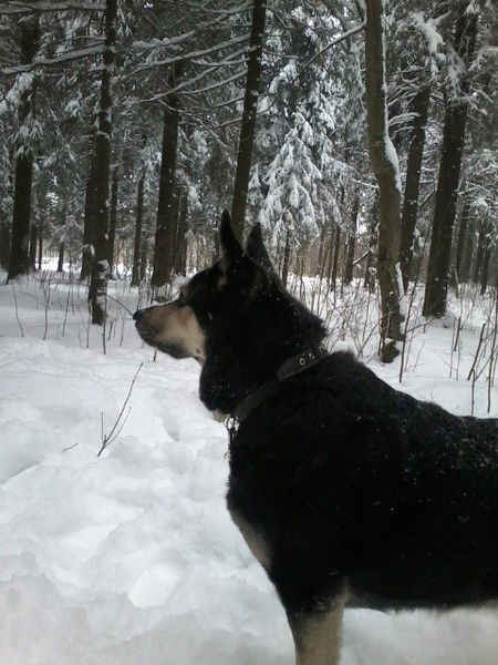 Андрей Прямов