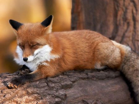 Антон Ившин