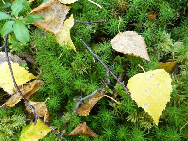 Николай Волков