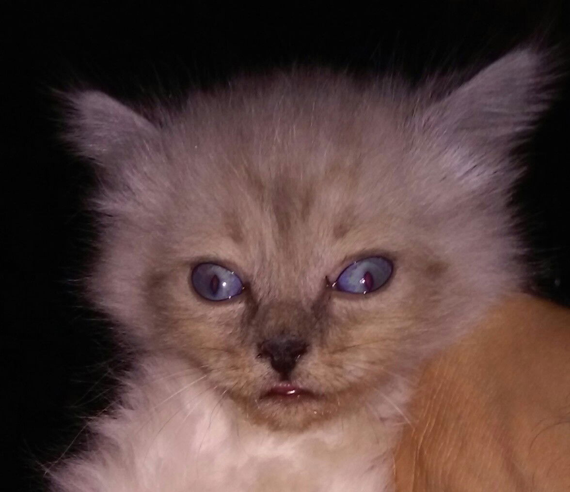 Василий Алибабаевич