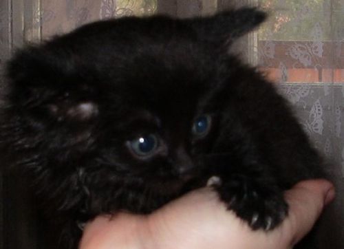 Юлия Кореневская