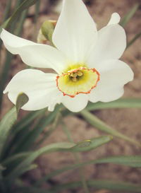 Юлія Кобилянська