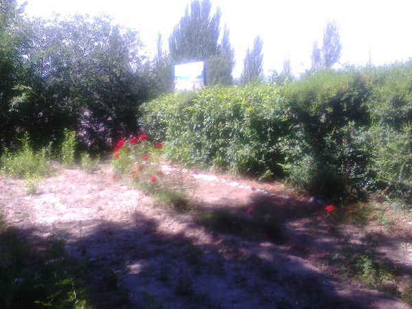 Арайлым Сатаева