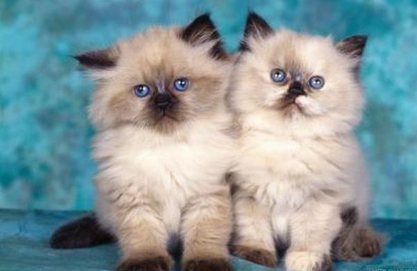 Любовь Яковлевна Мельникова