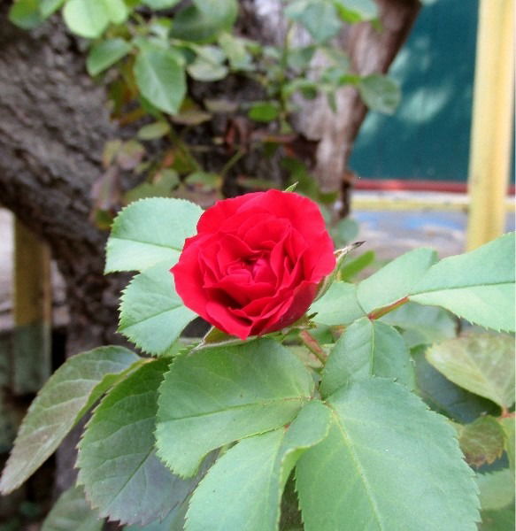 Нина Яковлева