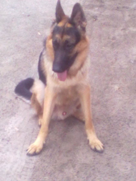 Геннадий Сга