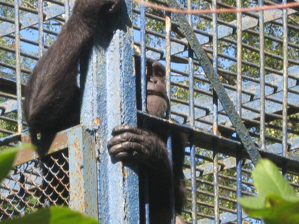 Герман Соснин Дмб 2012