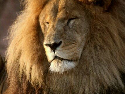 Александр Михайлов