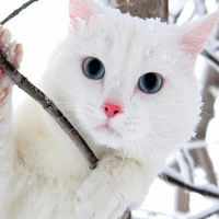 Вероника Семенова