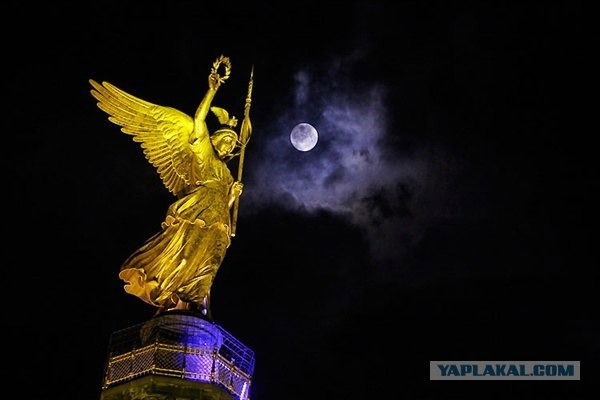 Фирма Виктория