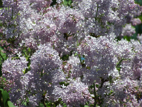 Пётр Рожков