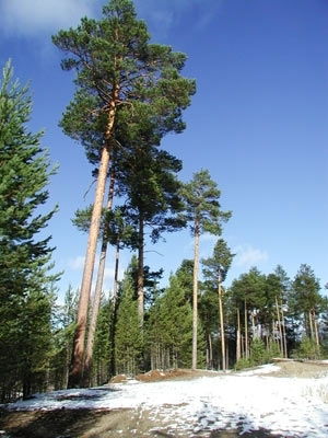 Елена Чумичкина