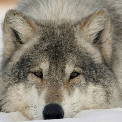 Петро Козак