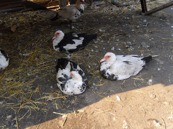 Святослав Бой