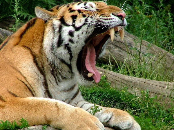 Олег Андриянов