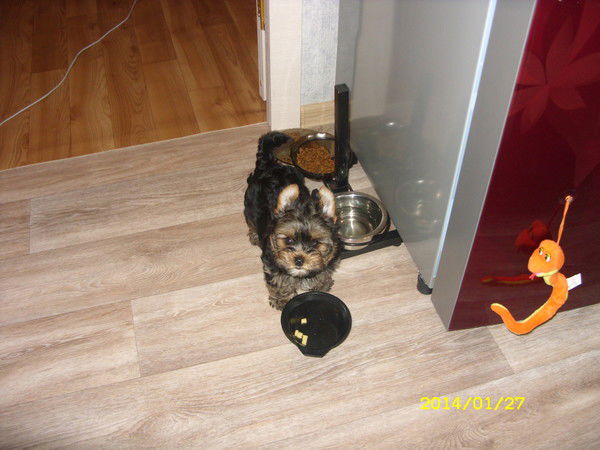 Ксения Бушуева