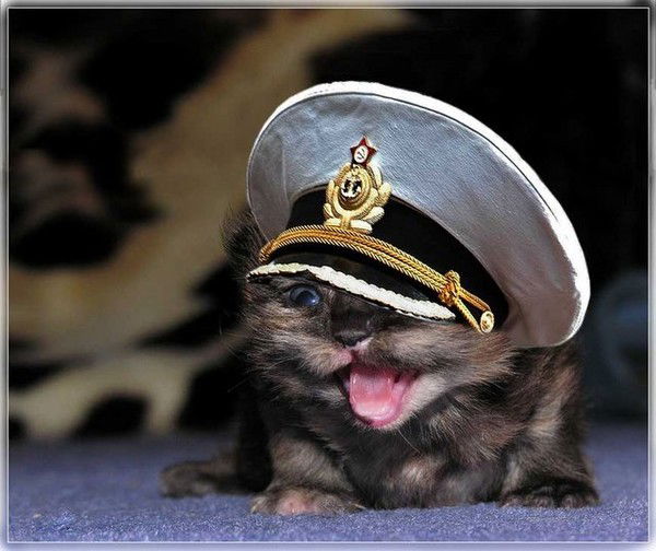 Кыся Мартын