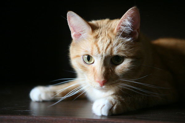 Лидия Королева