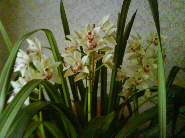 Ольга Никишина