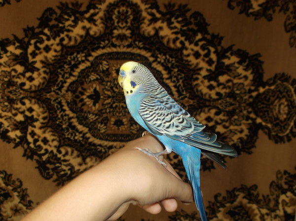 Денис Зотов