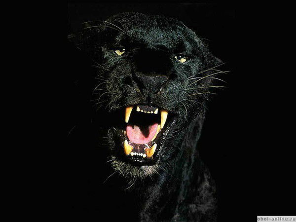 Дамир Юнусов