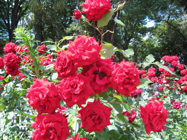 Светлана Резина