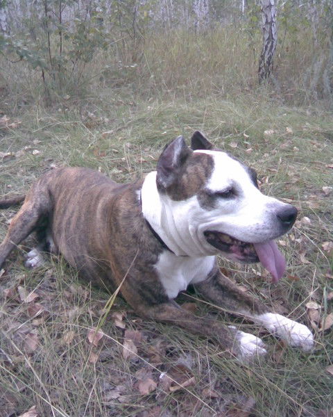 Татьяна Бибикова