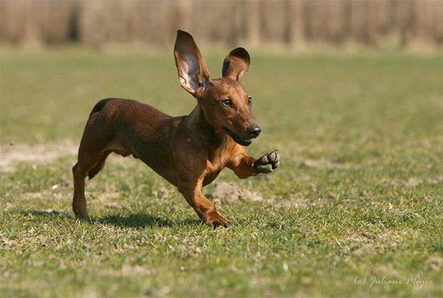 Юрий Лаптев