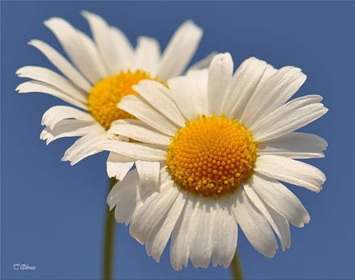 Валя Чадова