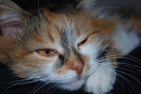 Ольга Свободская