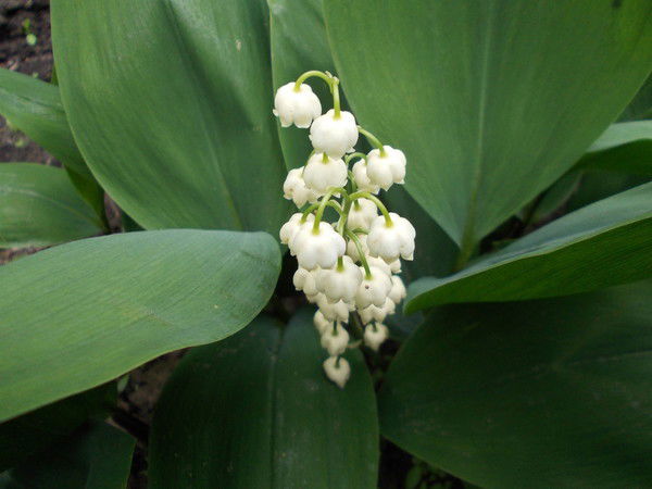 Людмила Соколова