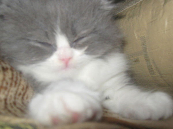 Ирина Росинец