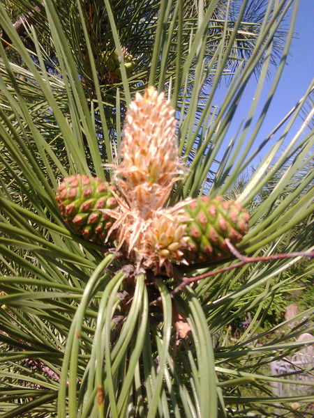 Михаил Шматов