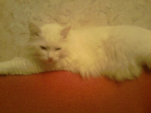 Данила Мутовкин