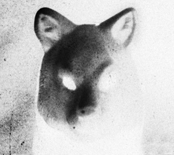 Виктория Ковалева