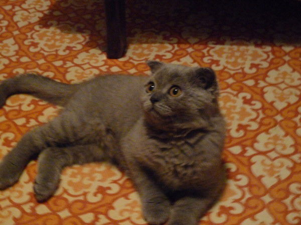 Анна Пасюта